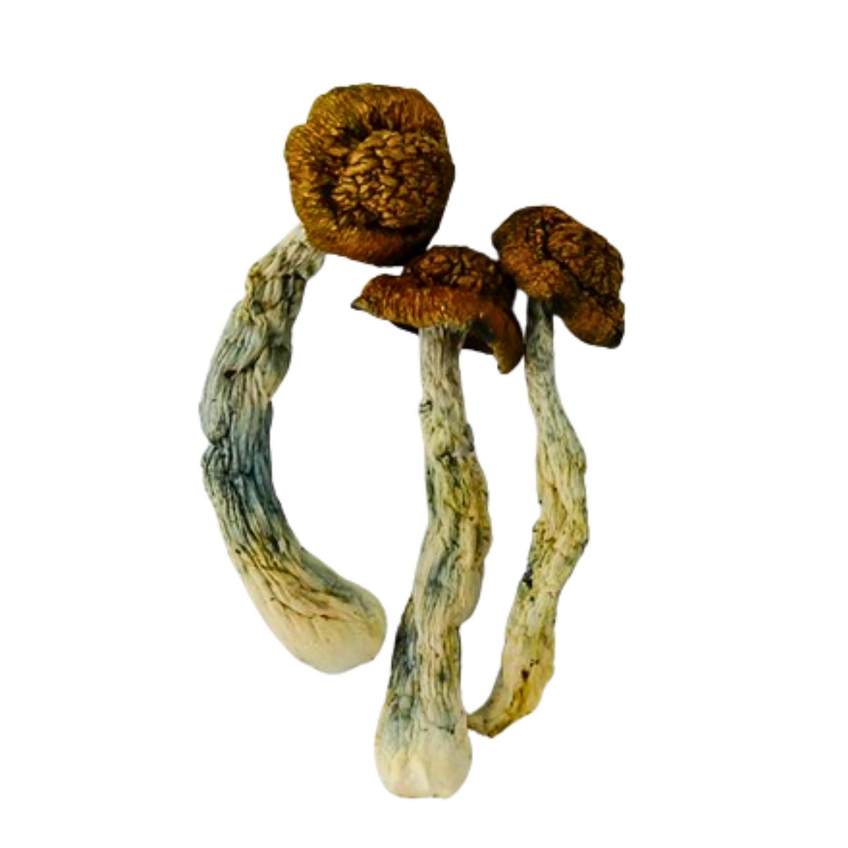 code blue mushrooms code blue mushrooms
