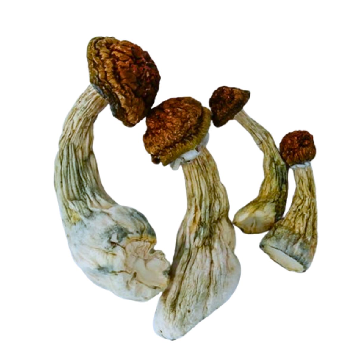 gold member mushrooms gold member mushrooms