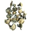 great white north mushrooms 600x600