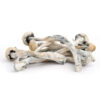 trinity mushroom