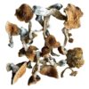 wavy z mushrooms